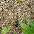 *Six-spot ground beetle*