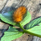 Tiger Moth Caterpillar