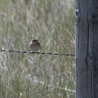 Grasshopper Sparrow