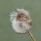 Mouse New Tab HD Animal Top Wallpapers Theme