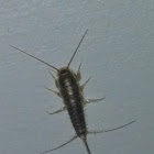 Silverfish