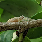 Jumping Spider