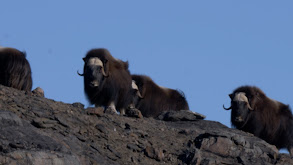 The Ice and the Ox thumbnail