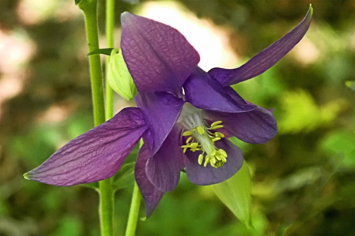 Common Columbine