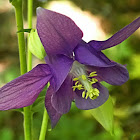 Common Columbine