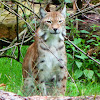 Eurasian Lynx