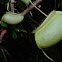 Pitcher Plant