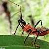 Assassin Bug