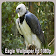 Fond d'écran Eagle 1080p icon