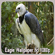 Download Eagle Wallpaper hd 1080p For PC Windows and Mac 1.0.1