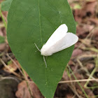 Fall Webworm Moth