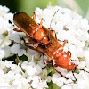 Red Soldier Beetle