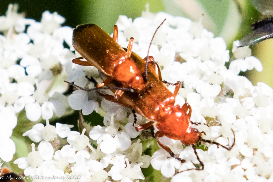 Red Soldier Beetle