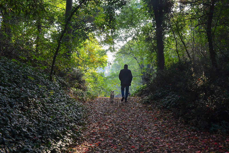 Passeggiata nel bosco  di Wilmanna