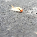 White-Marked Tussock Moth Caterpillar