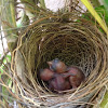 Red whiskered bulbul