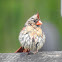 Northern Cardinal