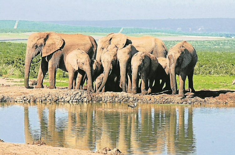 A group of African elephants have an early morning drink in the Addo Elephant National Park