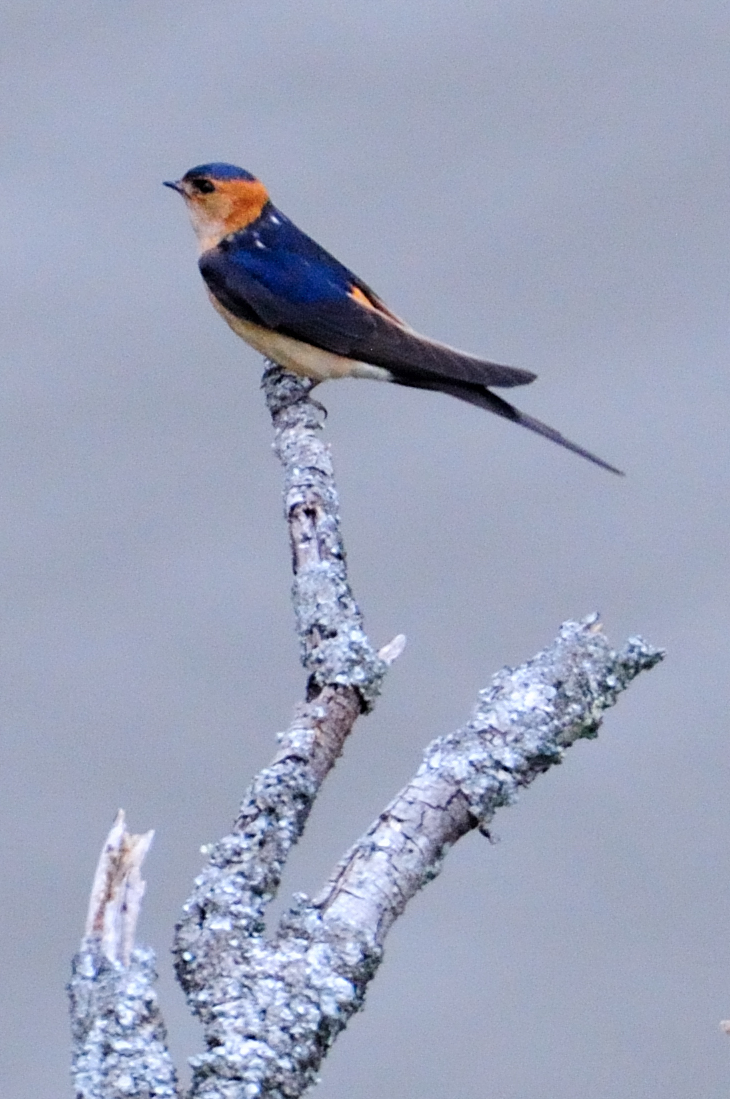 Red-rumped swallow; Golondrina Dáurica