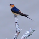 Red-rumped swallow; Golondrina Dáurica