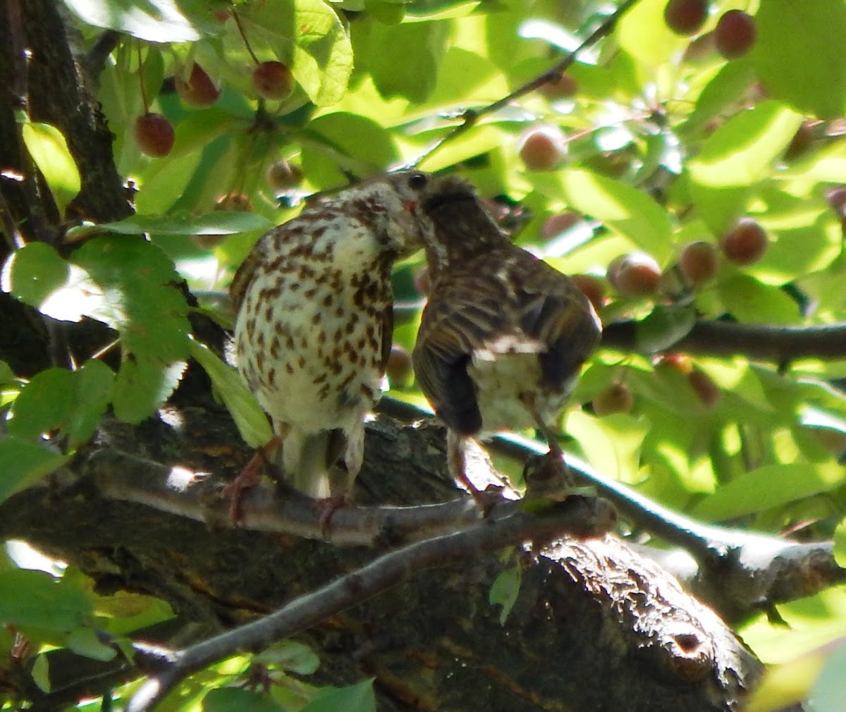 Purple Finch