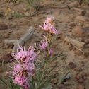 Dotted Blazing Star