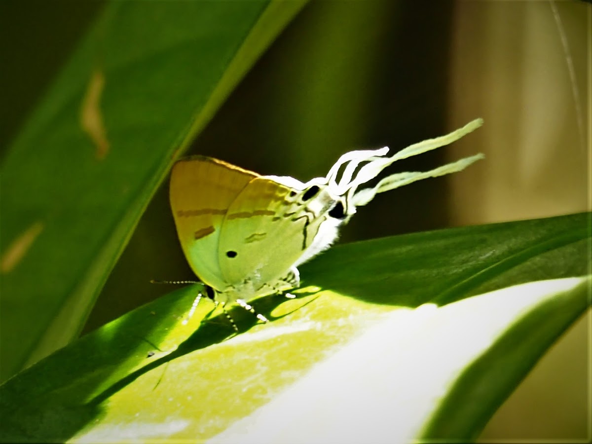 Fluffy Tit Butterfly