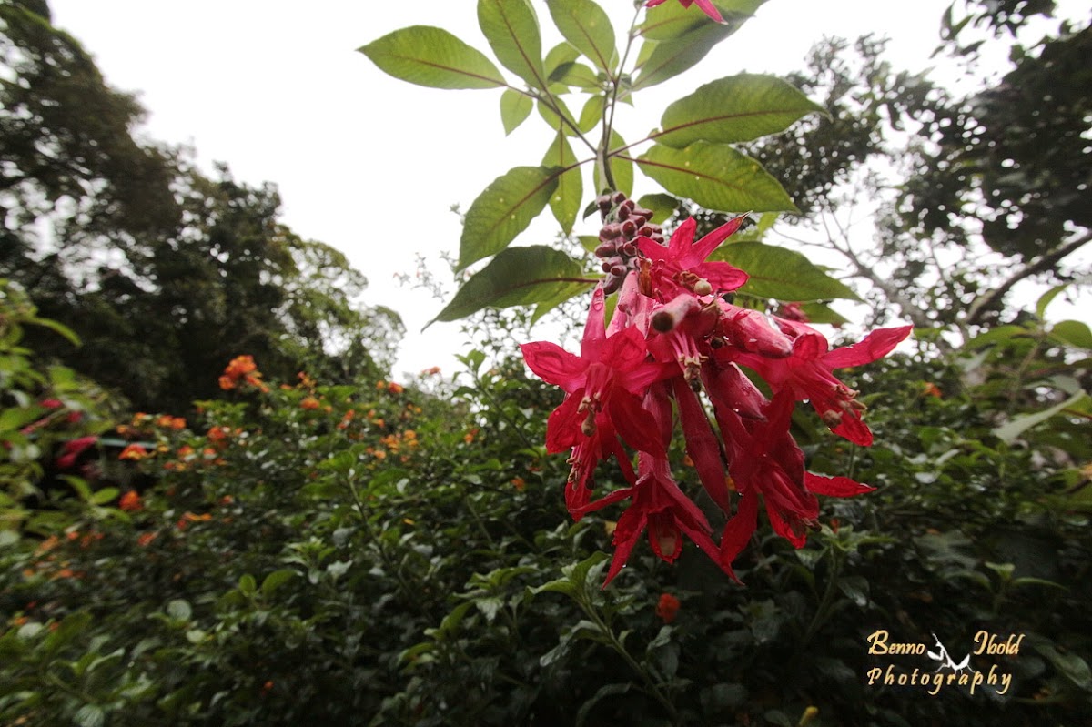 Fuchsia Flower