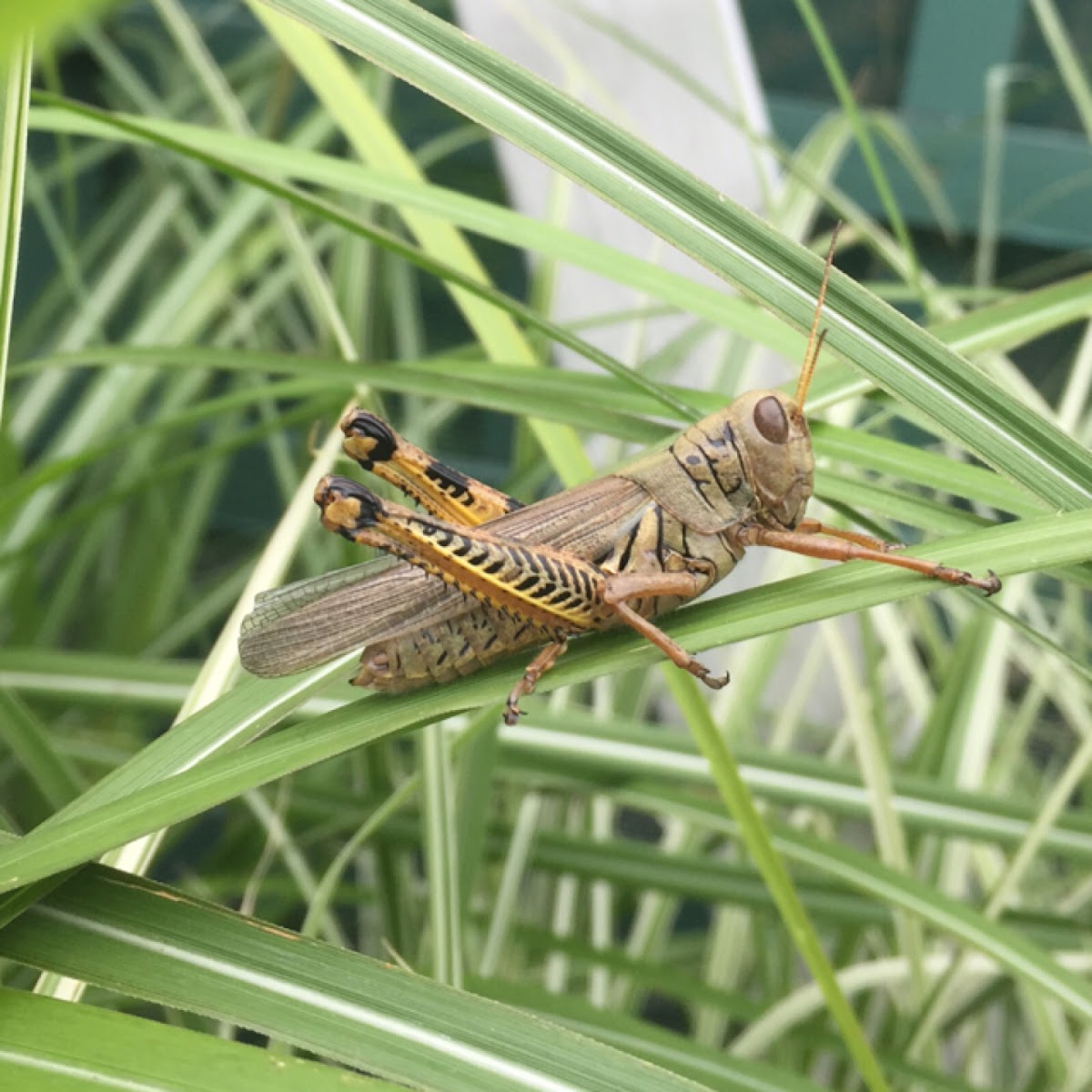 Differential grasshopper