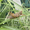 Differential grasshopper