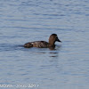 Pochard; Porrón Común