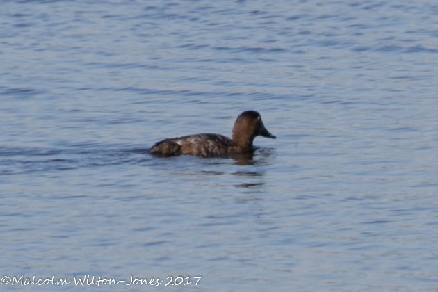 Pochard; Porrón Común