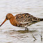 Black-tailed Godwit