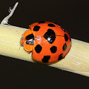 Giant Bamboo Ladybird