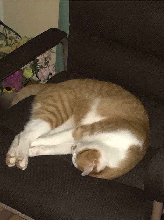 スカイラインクーペの愛猫に関するカスタム事例の投稿画像4枚目
