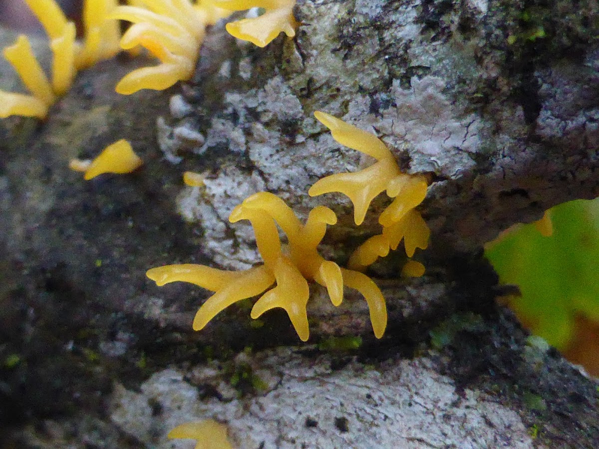 Stagshorn Fungus