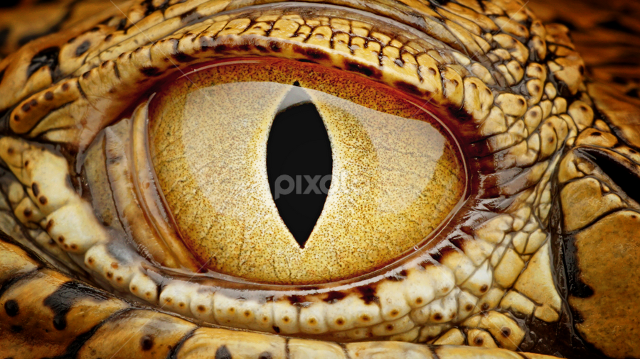 eyes of crocodile by Mo Monaris - Animals Reptiles ( #animals #reptiles #nature #natural #closeup #macrophotography )