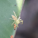 Tailed jumper, Juvenile