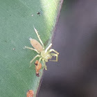 Tailed jumper, Juvenile