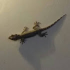 lizard