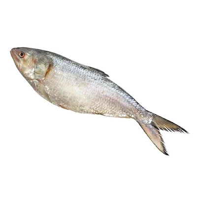 Fish - Hilsa Whole - 1 kg