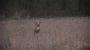 Green Is a Hunter's Best Friend - Phase 10 thumbnail