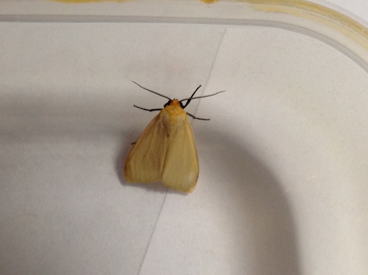 Yellow-winged Pareuchaetes Moth