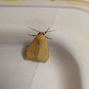 Yellow-winged Pareuchaetes Moth