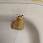 Yellow-winged Pareuchaetes Moth