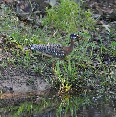 Sunbittern