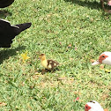 Muscovy duck