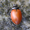 Convergent Ladybug Beetle