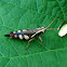 Grasshopper- Xenocatantops humilis