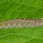 Forest Tent Moth Caterpillar